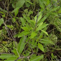Pavetta indica L.